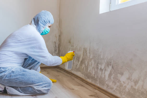Licensed Black Mold Removal service in Rebersburg, PA - WQB Mold Removal