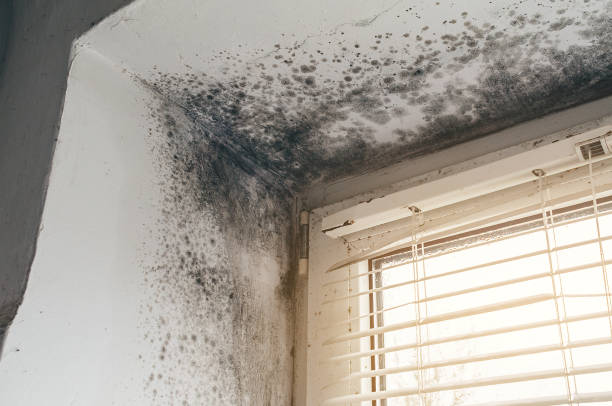Affordable Black Mold Removal solutions in Rebersburg, PA